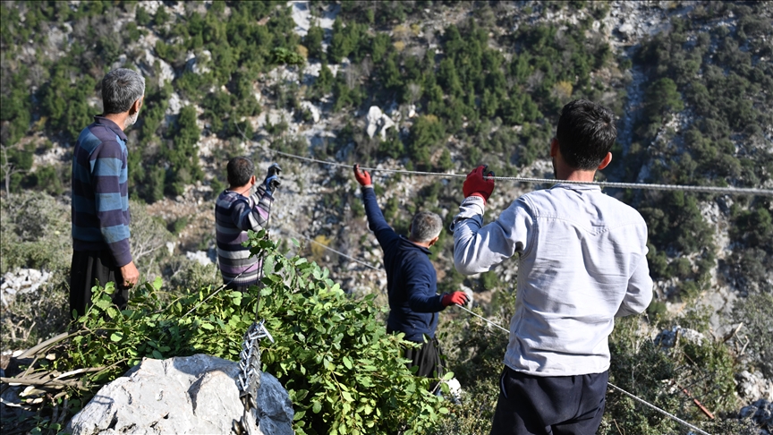 Yamaçtaki ağaçlardan topladıkları defne dallarını teleferikle taşıyorlar