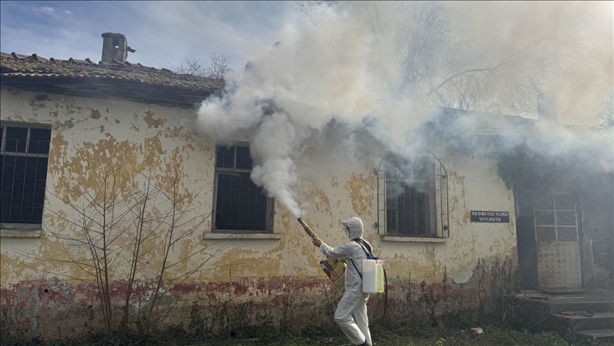 Samsun'da çiftçiler, kahverengi kokarcaya karşı "seferberlik" başlattı