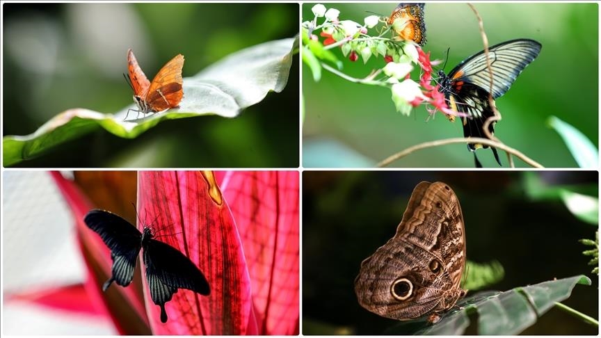 Тропската градина на пеперутки во Конја пречека приближно четири милиони посетители за 10 години