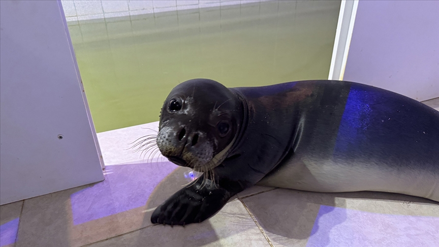 Antalya'da kıyıda bulunan Akdeniz foku yavrusu, Eskişehir'de tedavi edildi