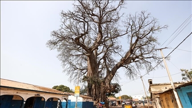 Kapok tree: Gambia's time-defying 'sanctuary' for spirits