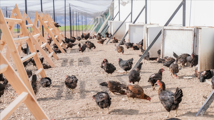 Yerli ırk tavuklardan organik yumurta üretimi kırsalda yaygınlaştırılıyor