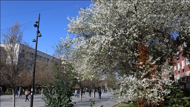 Prishtina e lulëzuar në prag të pranverës