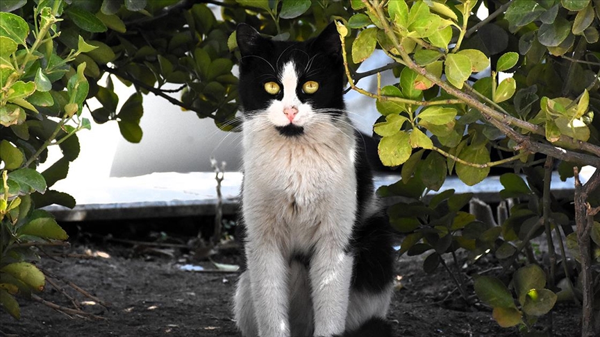 Çevik kuvvet noktasının maskotu kedi, polisleri nöbette de yalnız bırakmıyor
