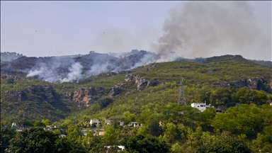 Pakistan loses 11,000 hectares of forest annually: Report