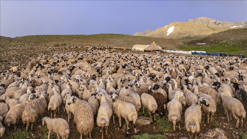 Bird flu detected in sheep in UK for 1st time