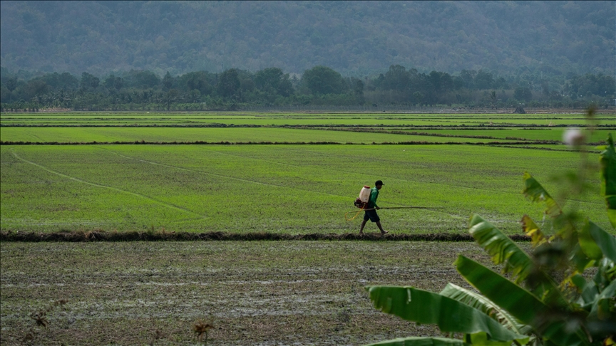 Delta e Mekongut, fusha e orizit në Vietnam tërheq vëmendjen