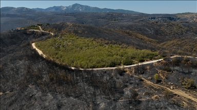 Climate change poses growing threat to Greece’s forestland: Study