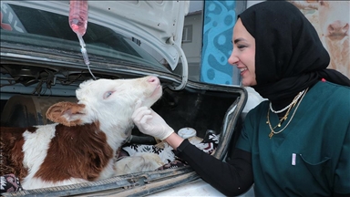 Yozgat'ta hastalanan buzağı otomobille veterinere taşındı