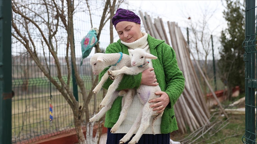 Kırklarelili besici kadın, annelerinin kabullenmediği kuzulara evinde bakıyor