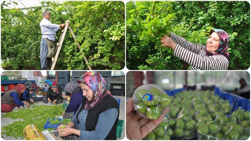 Mersin'de örtü altında erik hasadı devam ediyor