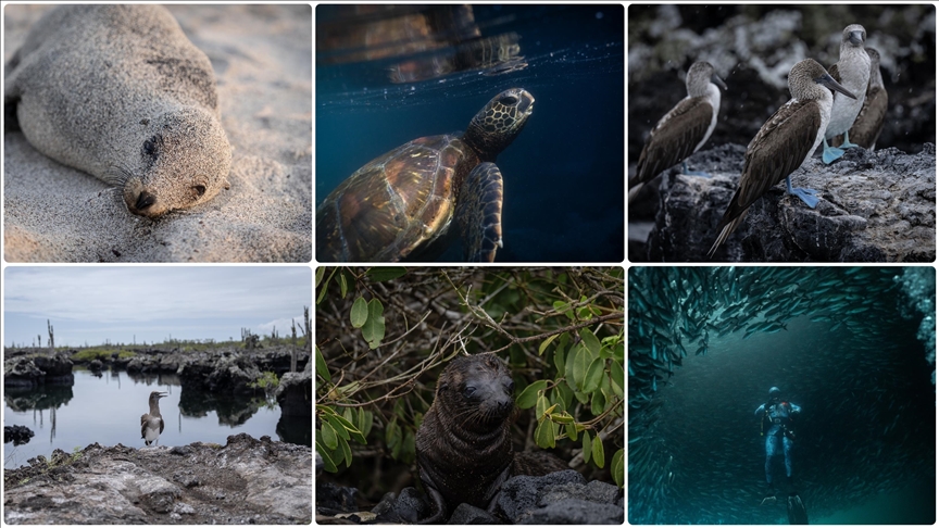 Bitki, hayvan ve deniz araştırmacılarının ilgi odağı: Galapagos Adaları