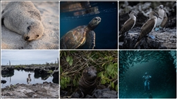 Bitki, hayvan ve deniz araştırmacılarının ilgi odağı: Galapagos Adaları