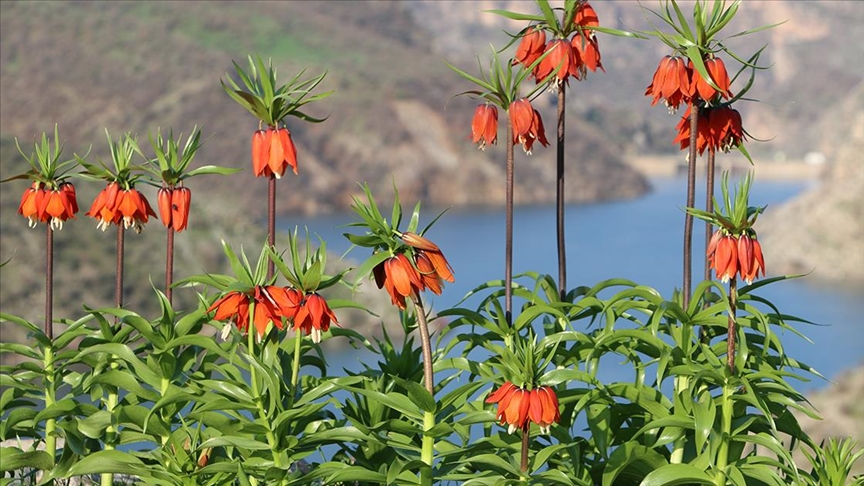 Şırnak'ta baharda açan ters laleler doğayı renklendirdi