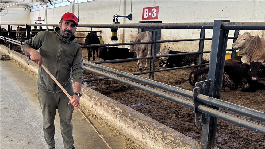 Tarlasının gübre ihtiyacını karşılamak için devletten aldığı destekle besi çiftliği kurdu