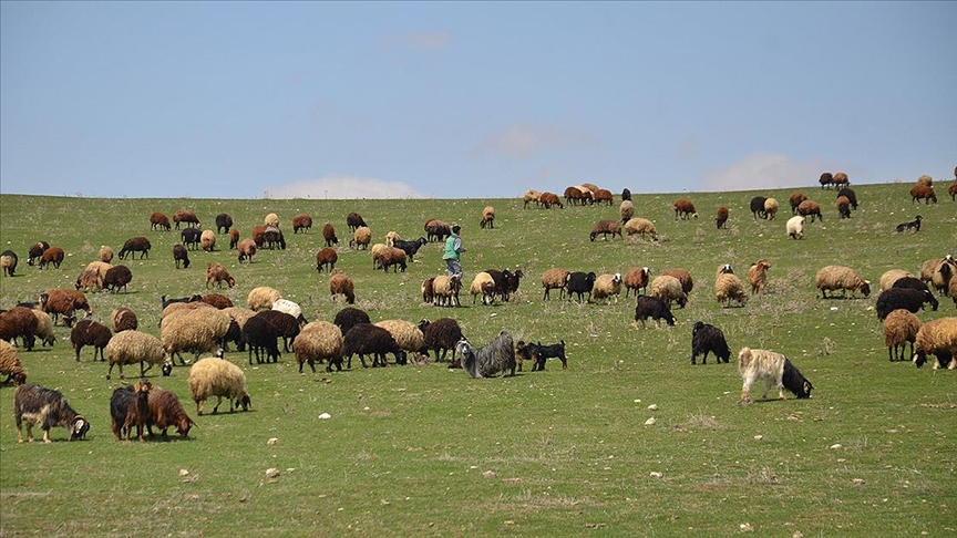 Muş'ta küçükbaş hayvanlar meralara çıkarıldı