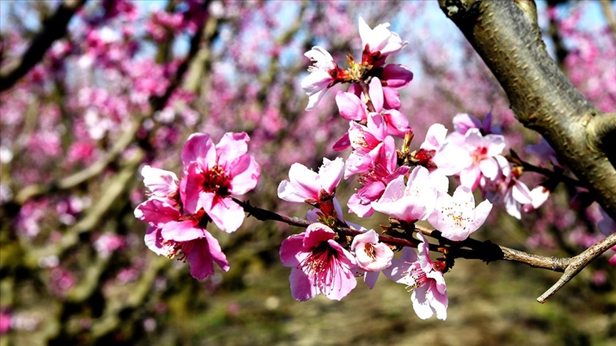 Lapseki'de ağaçlardaki çiçek yoğunluğu meyve üreticilerinin rekolte beklentisini artırdı