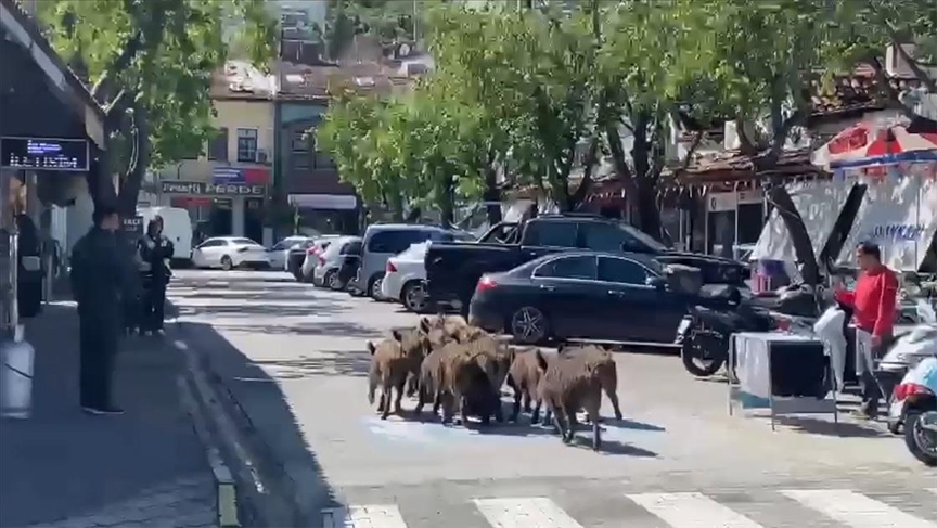 Fethiye'de yaban domuzları kent merkezine indi