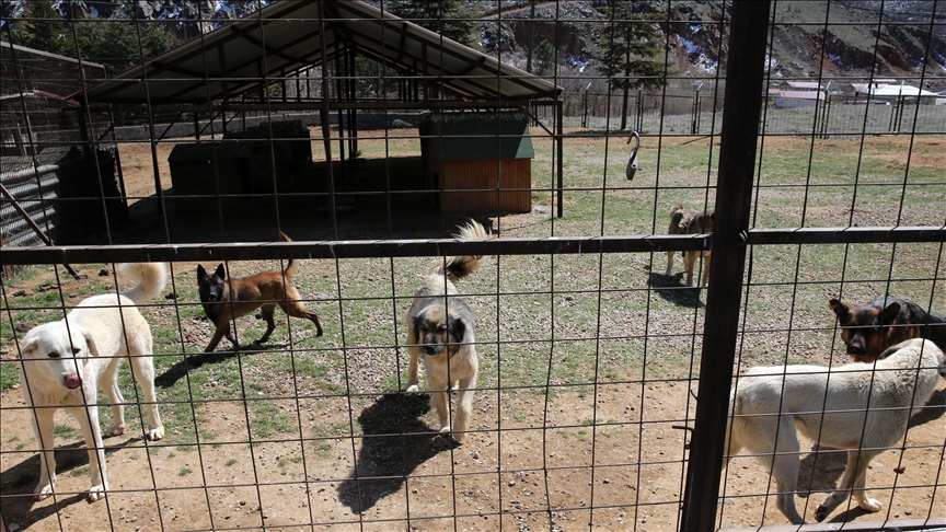 Bitlis'te sahipsiz köpekler belediyenin kurduğu merkezde korumaya alınıyor