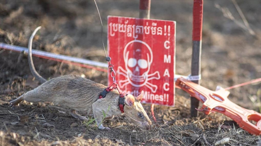 Ronin’s rise: Tanzanian mine-detecting rat sets new world record