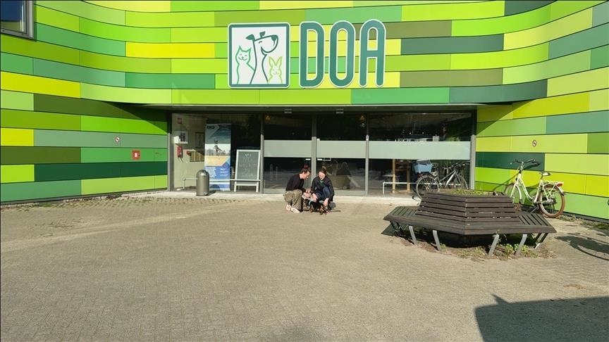 На улицах городов Европы практически невозможно встретить бездомных животных