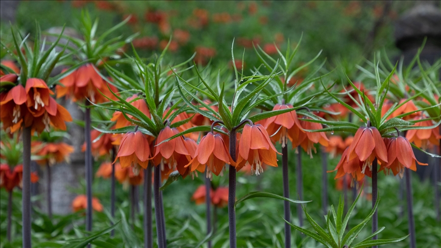 Li Bidlîsê gulnixûnan dewrûber rengîn kirin