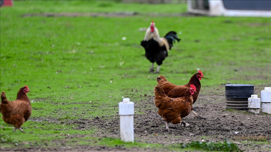 South Korea reports rise in bird flu cases to 46 this season