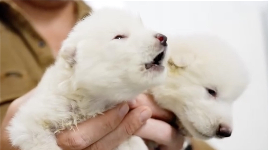 Scientists revive dire wolf in first ‘de-extinction’