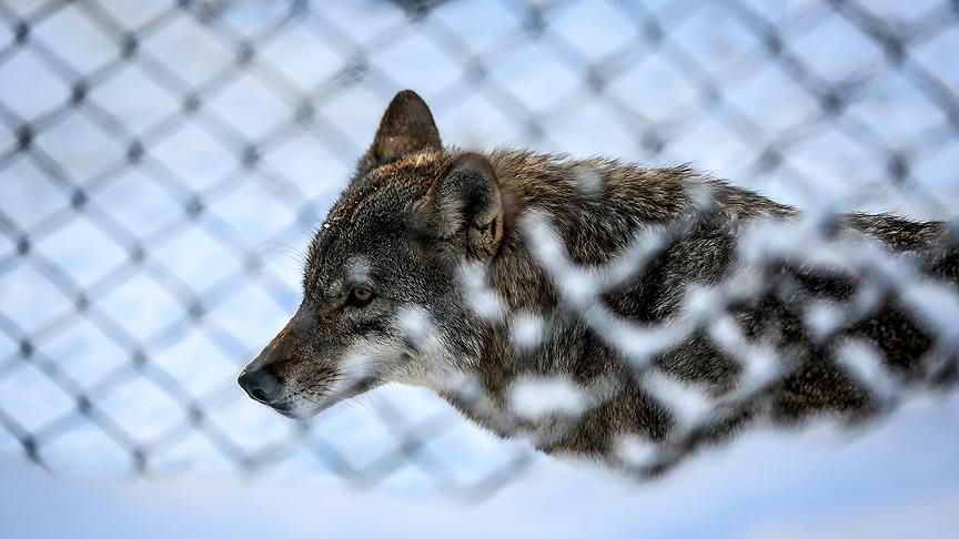 Shkencëtarët ringjallin “ujkun e tmerrshëm”, specien që u zhduk 12.500 vjet më parë