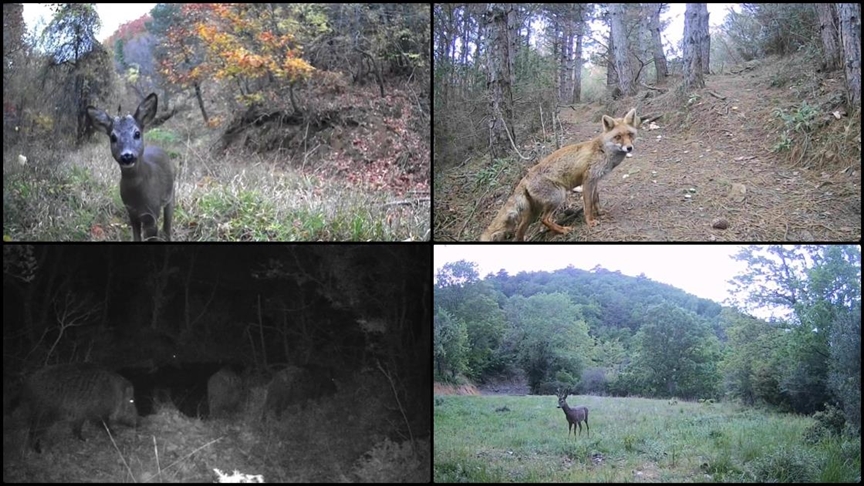 Tekirdağ'da yaban hayatı fotokapanla görüntülendi