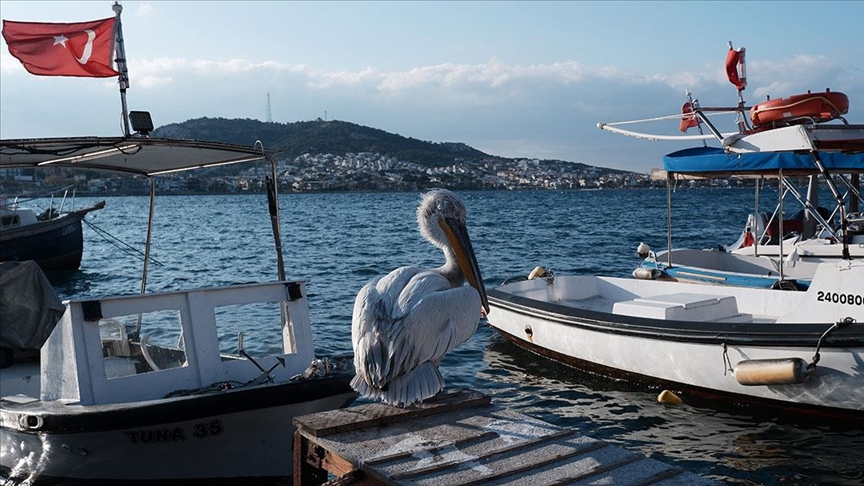 Pelikan "Tosun" yaralı olarak sığındığı Foça'nın maskotu oldu