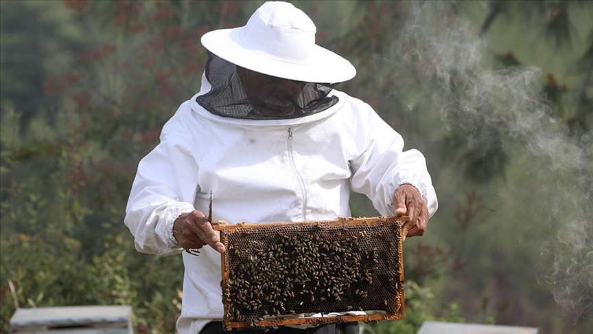 Tescilli Hatay arısının bal veriminin artırılması için ıslah çalışması yürütülüyor