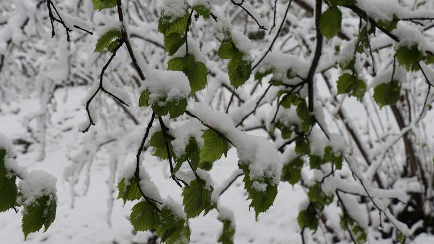 Ulusal Fındık Konseyi Başkanı Şenocak'tan fındıkta zirai don uyarısı