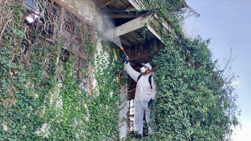 "Fındığın belalısı" kahverengi kokarcaya karşı 200 bini aşkın samuray arısı hazır
