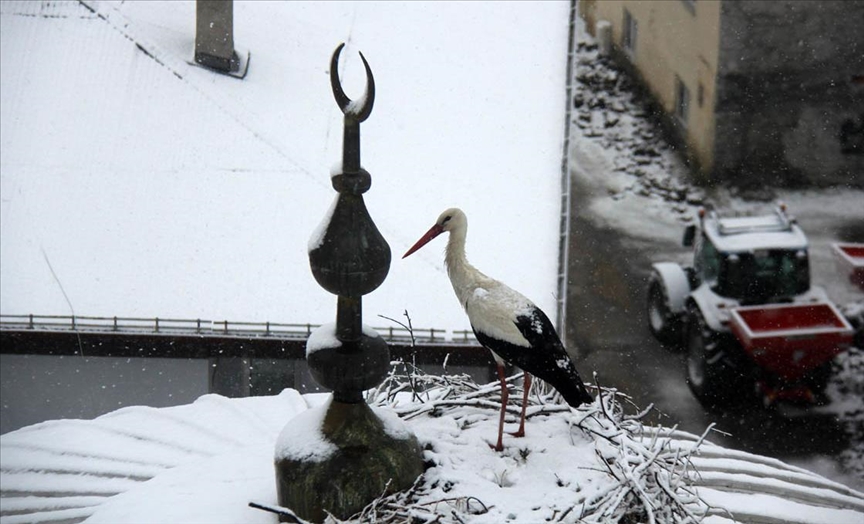 Снежно пролетно изненадување за штрковите и птиците преселници