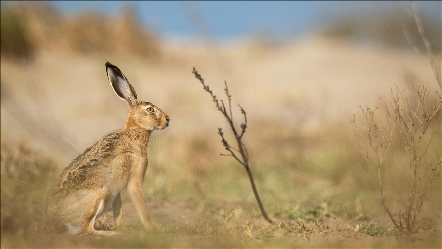 Japanese man sentenced for abusing rabbits on ‘Rabbit Island’