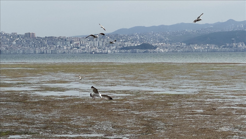 İzmir'de Bostanlı sahilinde yosun tabakası oluştu