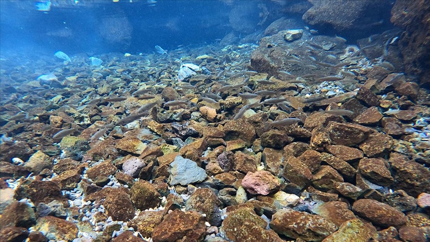 Volkanik dağın eteklerindeki "doğal akvaryum" incelemeye alındı