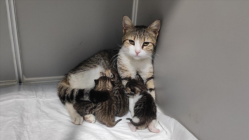 Aydın'da hamile kedi sığındığı veteriner kliniğinde doğum yaptı
