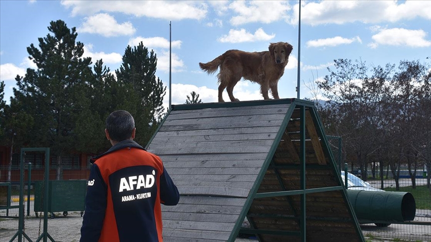 AFAD'ın ödüllü arama kurtarma köpeği: "Çıtır"