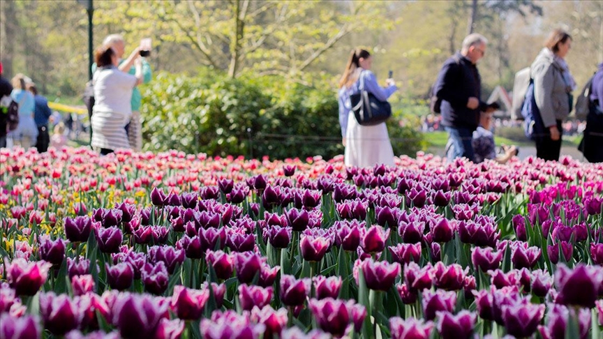 Една од најголемите цветни градини во светот „Којкенхоф“ отворена 76. пат