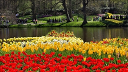 Hollanda'da dünyanın en büyük lale bahçelerinden Keukenhof, 76'ncı kez ziyarete açıldı