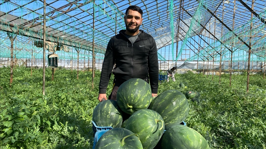 Seralarda yetişen ilk karpuzlar sofralara taşınıyor