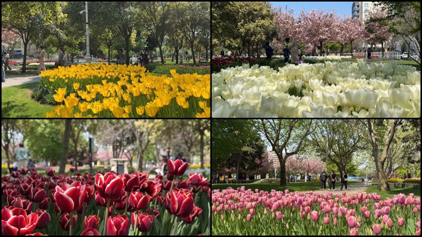 İstanbul'un turistik mekanları 7 milyonu aşkın laleyle süslendi
