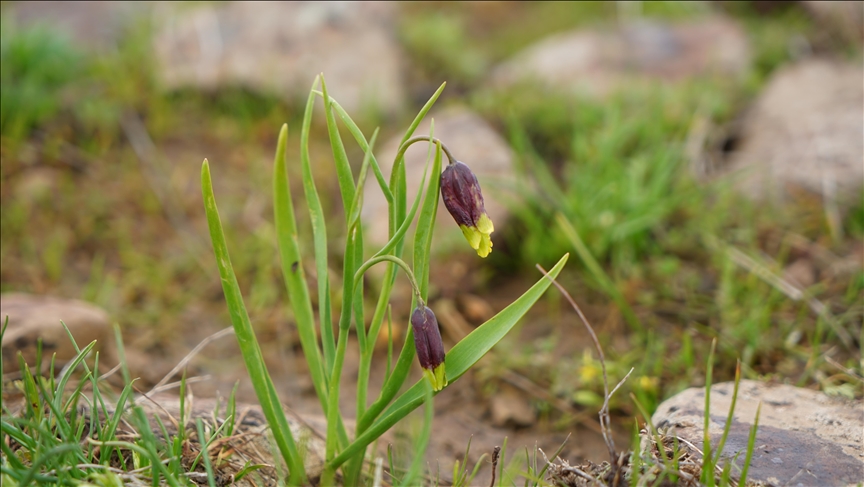 Akademisyenler endemik "Karakoçan lalesi"ni yerinde inceledi