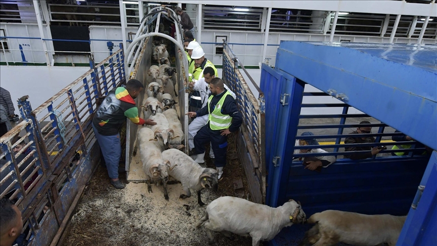 أول استيراد منذ 33 عاما.. باخرة مواشي تصل الجزائر استعدادا للأضحى