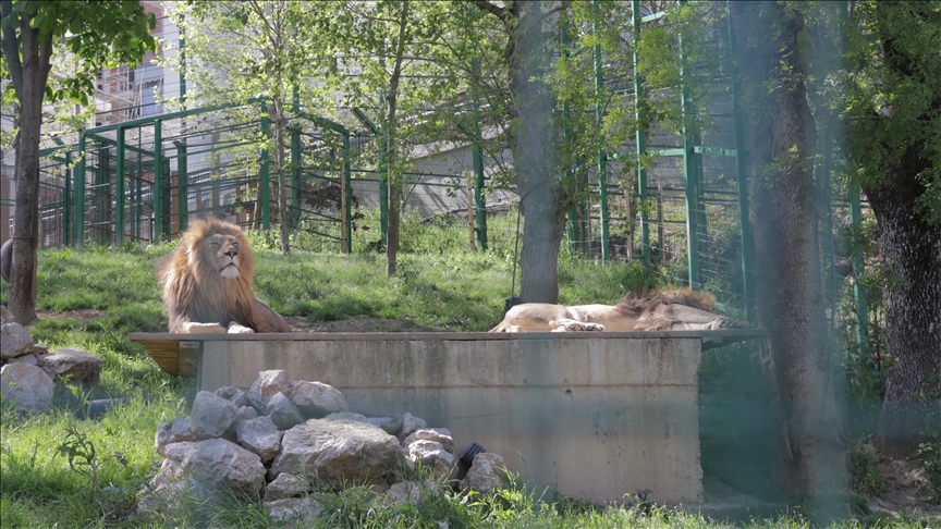 Kopshti Zoologjik, atraksioni i veçantë i Tiranës