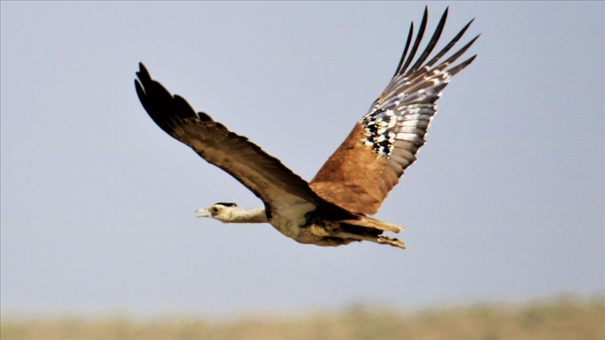 Bird on the brink: Great Indian bustard nears vanishing point in Pakistan