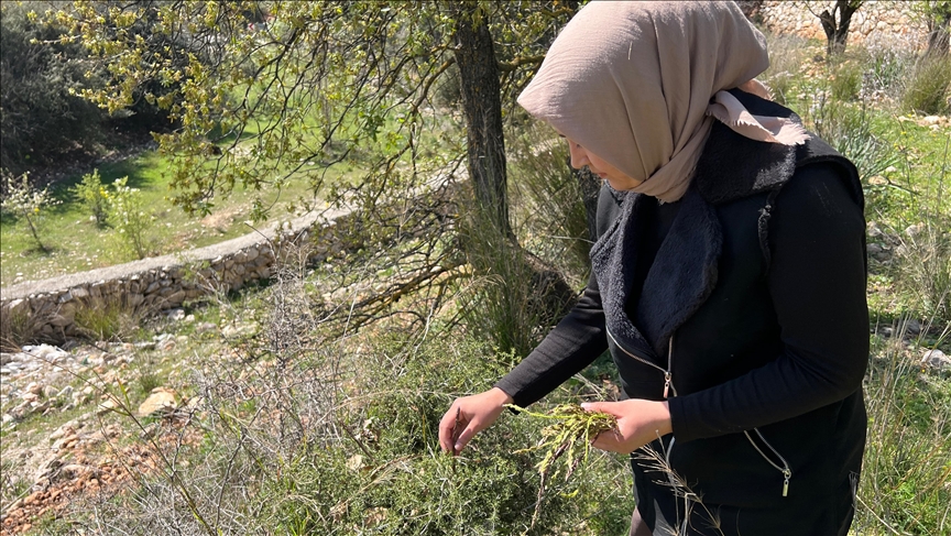 Antalya'da dağlardan toplanan yabani kuşkonmaz gelir kaynağı oldu