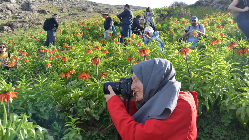 Muş'ta doğaseverler ve fotoğraf tutkunları ters laleleri görüntüledi